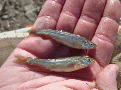 Fish on the Milk River, Blackfeet Reservation, Montana